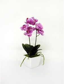 Potted Mini Orchid Pink