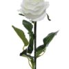 Prize Rose Medium White