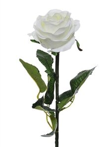 Prize Rose Medium White